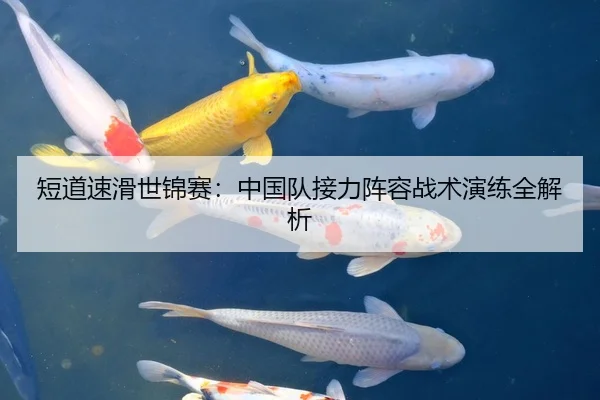 短道速滑世锦赛：中国队接力阵容战术演练全解析